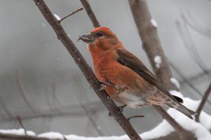 Red Crossbill (male-fall) 2023-100.jpg