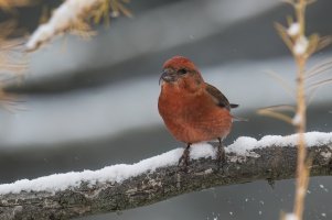 Red Crossbill (male-fall) 2023-102.jpg