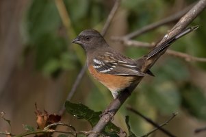 Spotted Towhee (female-fall) 2023-100.jpg