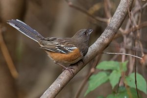 Spotted Towhee (female-fall) 2023-102.jpg