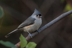 Tufted Titmouse (adult-fall) 2023-100.jpg