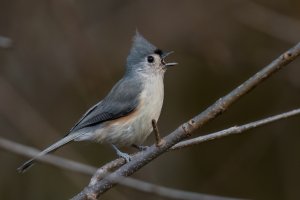 Tufted Titmouse (adult-fall) 2023-104.jpg