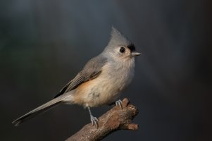 Tufted Titmouse (adult-fall) 2023-105.jpg