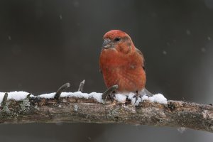 Red Crossbill (male-fall) 2023-104.jpg