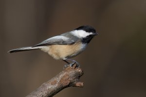 Black-capped Chickadee (adult-fall) 2023-104.jpg