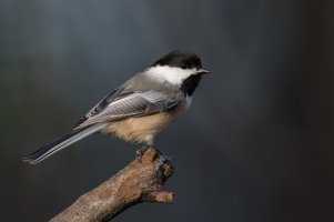 Black-capped Chickadee (adult-fall) 2023-108.jpg