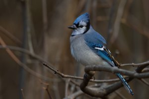 Blue Jay (adult-fall) 2023-101.jpg