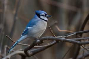 Blue Jay (adult-fall) 2023-102.jpg