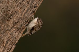 Brown Creeper (adult-fall) 2023-100.jpg