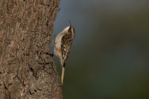 Brown Creeper (adult-fall) 2023-101.jpg