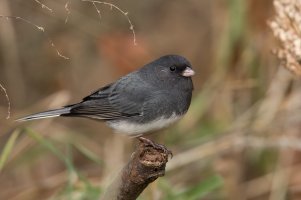 Dark-eyed Junco (adult, slate-colored-fall) 2023-103.jpg