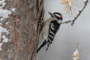 Downy Woodpecker (male-fall) 2023-101.jpg