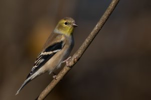 American Goldfinch (adult-fall) 2023-100.jpg