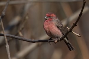 House Finch (male-fall) 2023-101.jpg