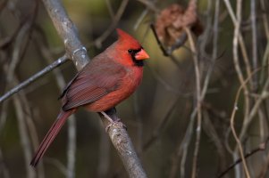 Northern Cardinal (male-fall) 2023-103.jpg