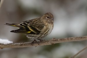 Pine Siskin (adult-fall) 2023-103.jpg