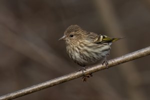 Pine Siskin (adult-fall) 2023-110.jpg