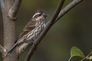 Purple Finch (female-fall) 2023-100.jpg