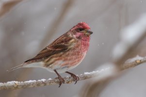 Purple Finch (male-fall) 2023-100.jpg
