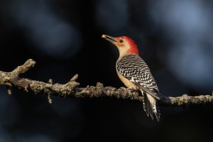 Red-bellied Woodpecker (male-fall) 2023-100.jpg