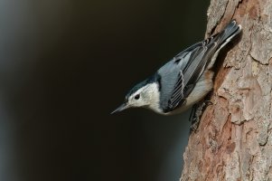 White-breasted Nuthatch (adult-fall) 2023-105.jpg