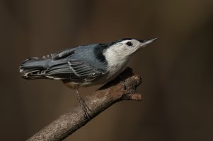 White-breasted Nuthatch (adult-fall) 2023-106.jpg