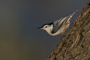 White-breasted Nuthatch (adult-fall) 2023-109.jpg