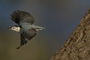 White-breasted Nuthatch (adult-fall) 2023-110.jpg