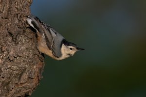 White-breasted Nuthatch (adult-fall) 2023-111.jpg