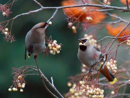 3R3A4660-DxO_Two_Waxwing-lsdnsaut.jpg