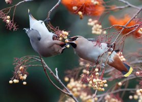 3R3A4690-DxO_Two_Waxwing-lsdnsaut_best.jpg