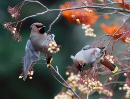 3R3A4672-DxO_Two_Waxwing-ls-densaut.jpg