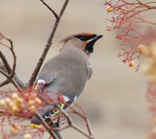 3R3A4853-DxO_Waxwing_looking_right+0.6-den.jpeg