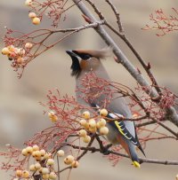 3R3A4759-DxO_Waxwing_looking_left+0.6.jpg