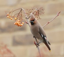 3R3A4904-DxO_Waxwing_Crest_Up+0.7-ls-ss.jpeg