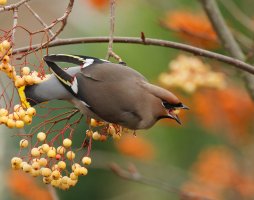 3R3A4988-DxO_Waxwing_eating-ls-sm-DxO_Waxwing_eating_forCB.jpg