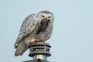 Snowy Owl (female-winter) 2023-101.jpg