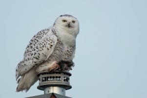 Snowy Owl (female-winter) 2023-102.jpg