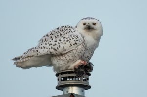 Snowy Owl (female-winter) 2023-103.jpg