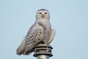 Snowy Owl (female-winter) 2023-104.jpg