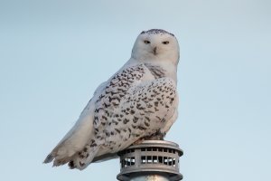 Snowy Owl (female-winter) 2023-105.jpg