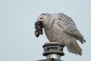 Snowy Owl (female-winter) 2023-107.jpg