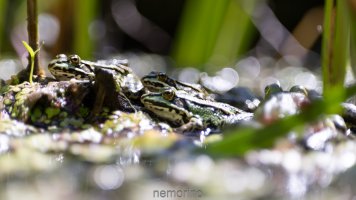 frogs and bubbles.jpg