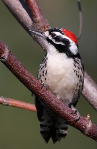 Nuttall's Woodpecker CR5_146599.jpg