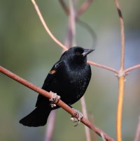 Red-winged Blackbird CR5_145538.jpg