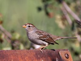 White-crowned Sparrow juv CR5_145812.jpg
