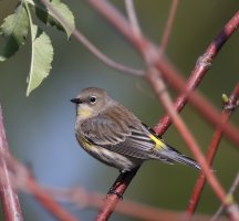 Yellow-rumped Warbler CR5_146787.jpg