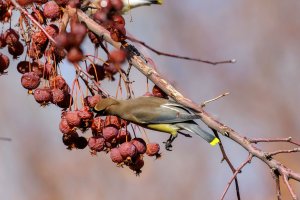 EOS R7_1503-Enhanced-NR.jpg