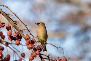 EOS R7_1463-Enhanced-NR.jpg