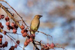 EOS R7_1467-Enhanced-NR.jpg